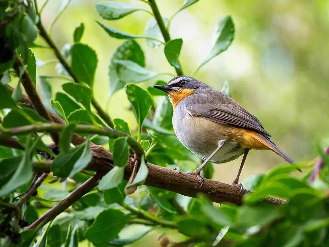 Archer's Robin Chat